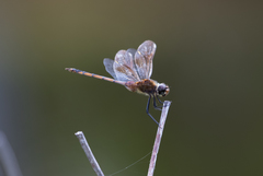 Brachymesia
