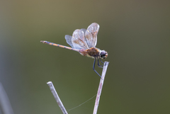 Brachymesia
