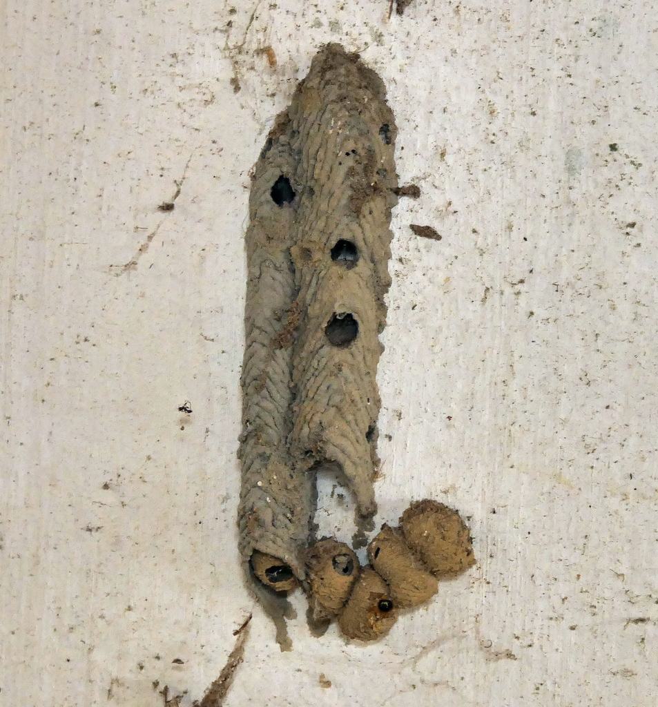 Trypoxylon albitarse