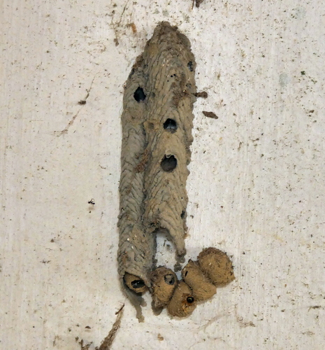 Trypoxylon albitarse