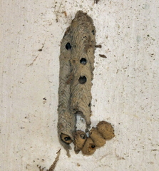 Trypoxylon albitarse