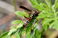 Polistes dorsalis dorsalis