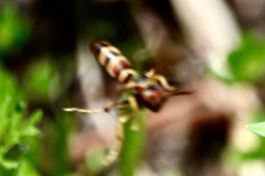 Polistes dorsalis dorsalis