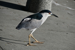 Nycticorax