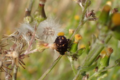 Cermatulus nasalis hudsoni