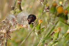 Cermatulus nasalis hudsoni