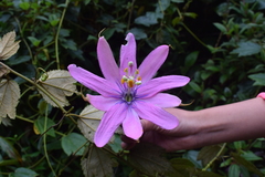 Passiflora mandonii
