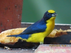 Euphonia laniirostris
