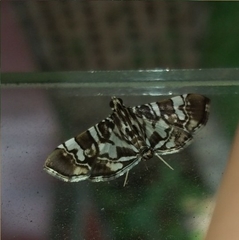 Chabula acamasalis