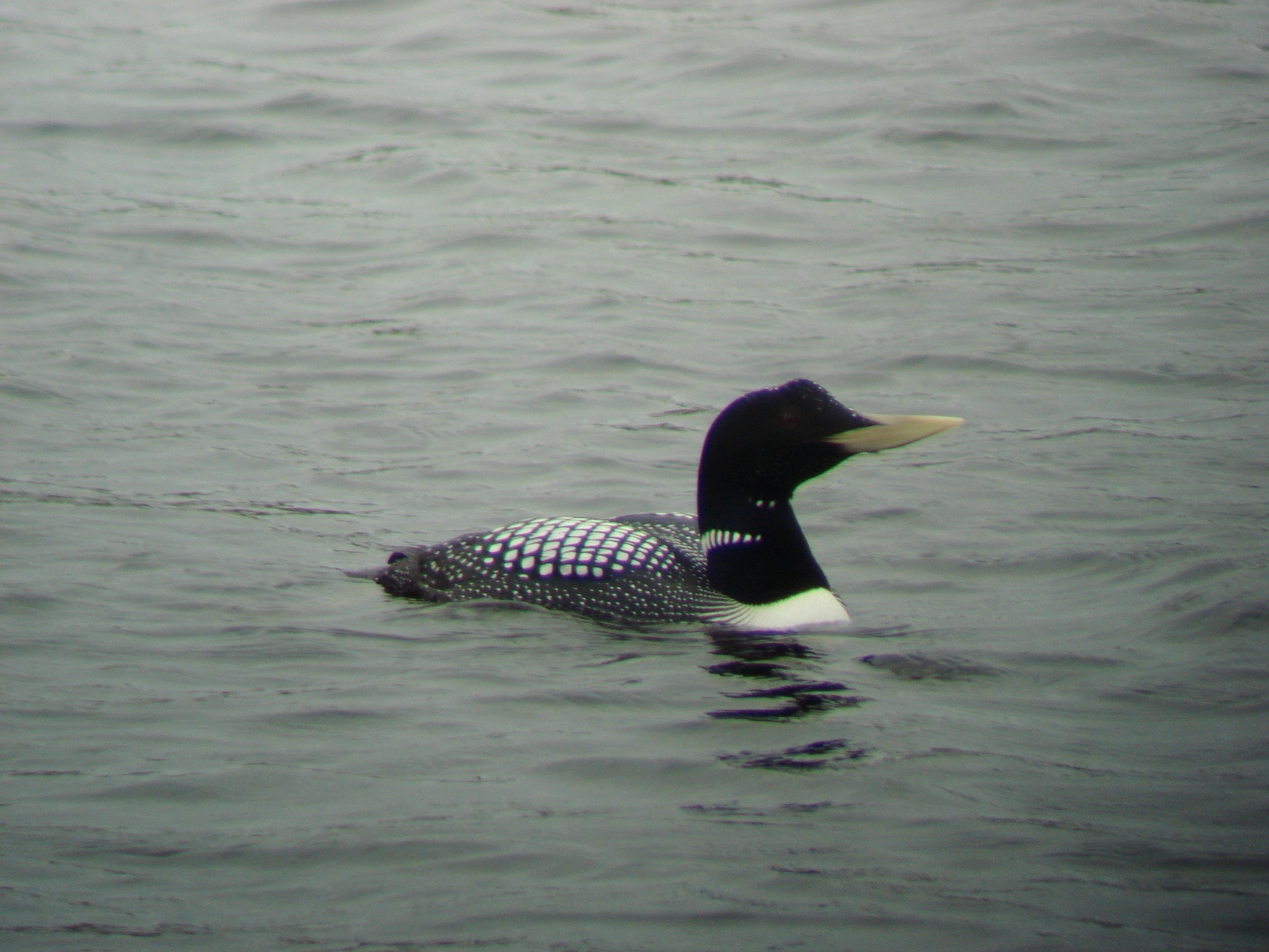 Yellow-billed Loon