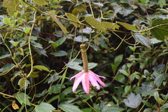 Passiflora mandonii