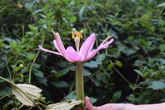 Passiflora mandonii