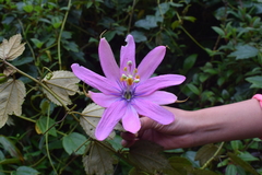 Passiflora mandonii