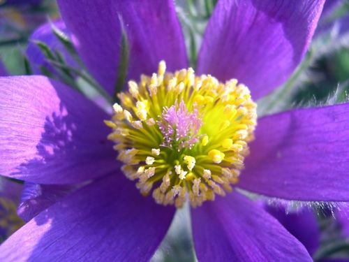 eastern pasqueflower