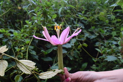 Passiflora mandonii