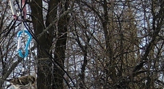 Acanthis flammea