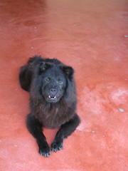 Canis familiaris