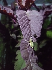 Naupactus xanthographus