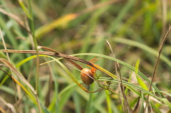 Araneus alsine