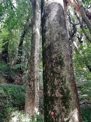 Syzygium maire