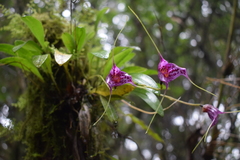 Masdevallia chaparensis