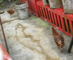 Gallus gallus domesticus
