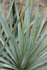 Yucca pallida