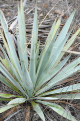 Yucca pallida