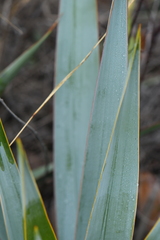 Yucca pallida