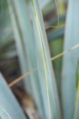 Yucca pallida
