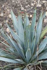 Yucca pallida