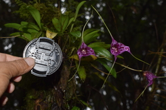 Masdevallia chaparensis