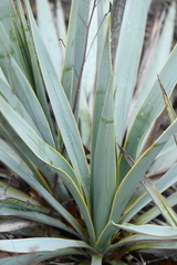 Yucca pallida