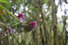 Masdevallia chaparensis