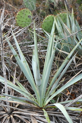 Yucca pallida