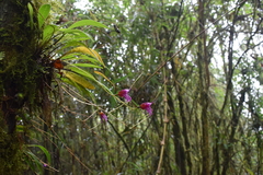 Masdevallia chaparensis