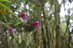 Masdevallia chaparensis