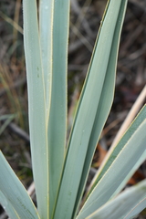 Yucca pallida