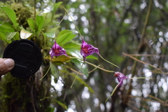 Masdevallia chaparensis
