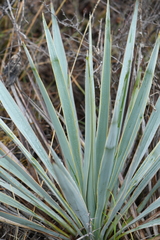 Yucca pallida