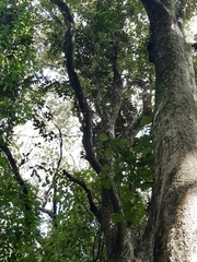 Syzygium maire