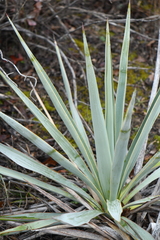 Yucca pallida