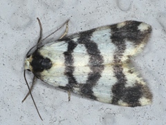 Thallarcha albicollis