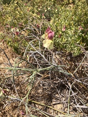 Lechenaultia linarioides