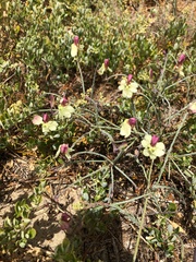 Lechenaultia linarioides