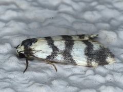 Thallarcha albicollis