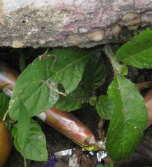 Magnoliopsida