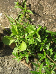 Oldenlandia corymbosa