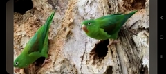 Brotogeris jugularis