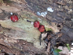 Syzygium maire